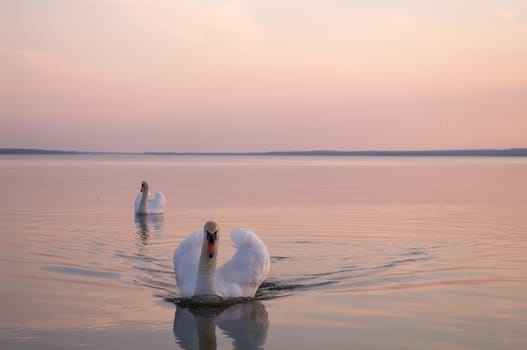 swan on lake water in sunny day, swans on pond, nature series