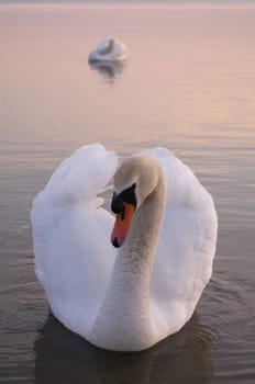 swan on lake water in sunny day, swans on pond, nature series