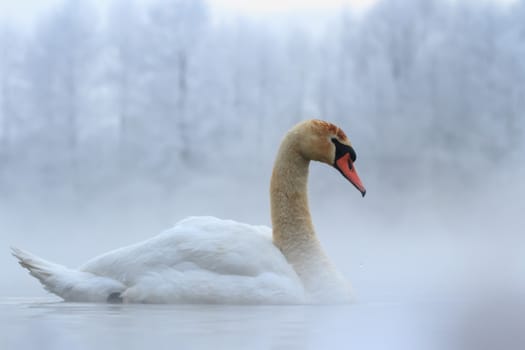 swan on blue lake water in sunny day, swans on pond, nature series