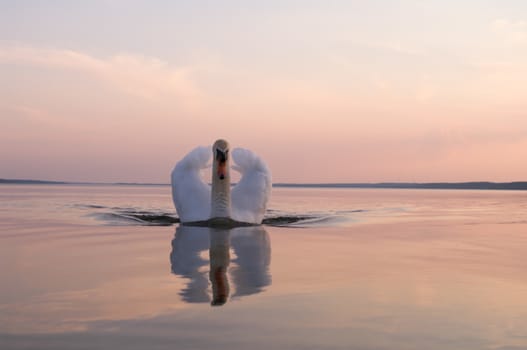 swan on lake water in sunny day, swans on pond, nature series