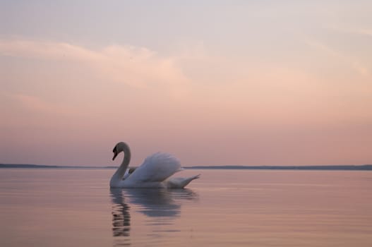 swan on lake water in sunny day, swans on pond, nature series