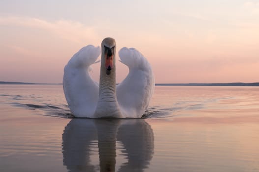 swan on lake water in sunny day, swans on pond, nature series