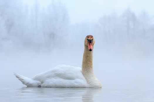 swan on blue lake water in sunny day, swans on pond, nature series