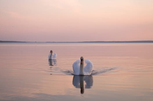 swan on lake water in sunny day, swans on pond, nature series