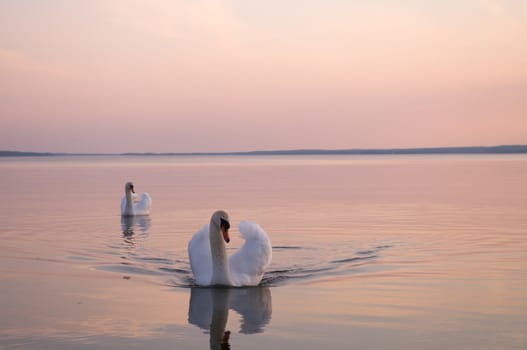 swan on lake water in sunny day, swans on pond, nature series