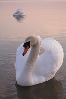 swan on lake water in sunny day, swans on pond, nature series