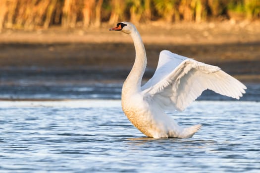 swan on blue lake water in sunny day, swans on pond, nature series