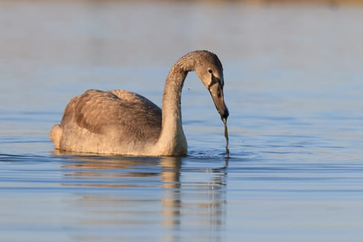 swan on blue lake water in sunny day, swans on pond, nature series