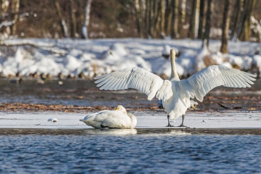 swan on blue lake water in sunny day, swans on pond, nature series