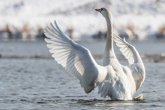 swan on blue lake water in sunny day, swans on pond, nature series