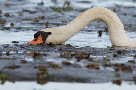 swan on blue lake water in sunny day, swans on pond, nature series