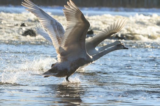 swan on blue lake water in sunny day, swans on pond, nature series