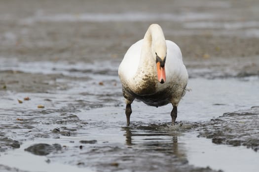 swan on blue lake water in sunny day, swans on pond, nature series