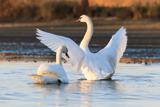 swan on blue lake water in sunny day, swans on pond, nature series