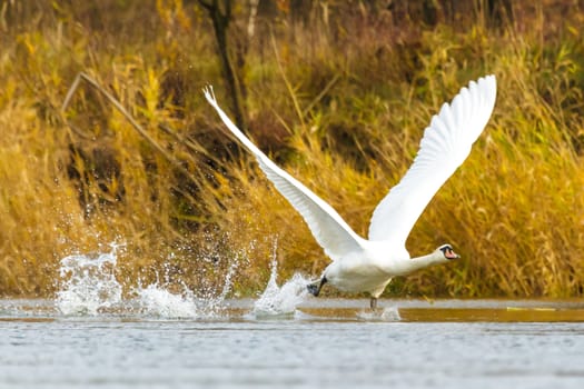 swan on blue lake water in sunny day, swans on pond, nature series