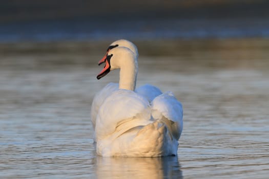 swan on blue lake water in sunny day, swans on pond, nature series