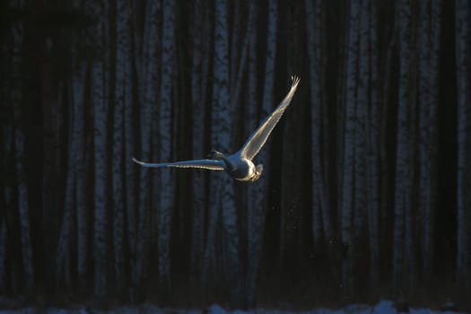 swan on blue lake water in sunny day, swans on pond, nature series