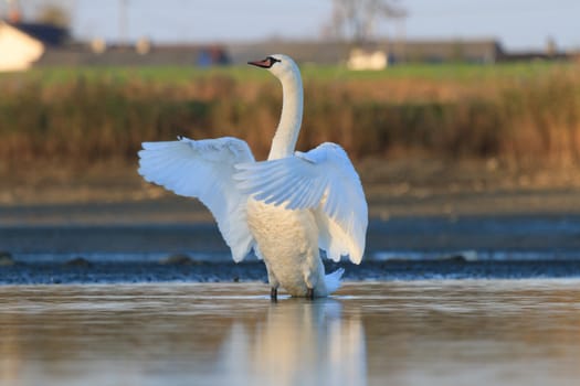 swan on blue lake water in sunny day, swans on pond, nature series