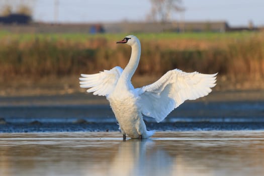 swan on blue lake water in sunny day, swans on pond, nature series