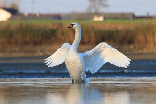 swan on blue lake water in sunny day, swans on pond, nature series