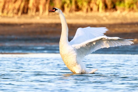 swan on blue lake water in sunny day, swans on pond, nature series