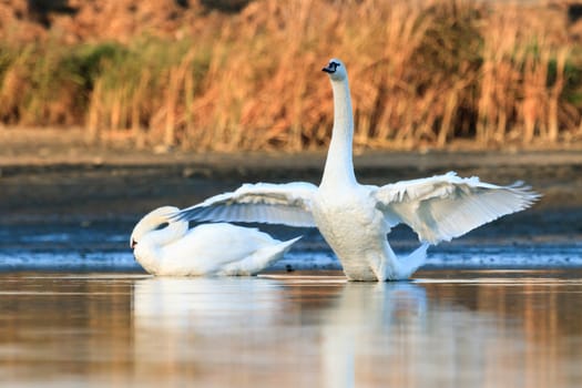 swan on blue lake water in sunny day, swans on pond, nature series