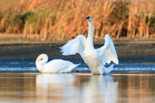 swan on blue lake water in sunny day, swans on pond, nature series