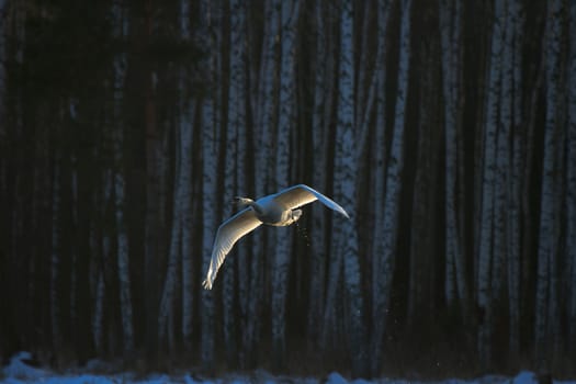 swan on blue lake water in sunny day, swans on pond, nature series