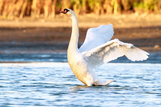 swan on blue lake water in sunny day, swans on pond, nature series