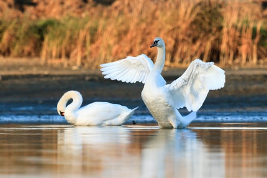 swan on blue lake water in sunny day, swans on pond, nature series