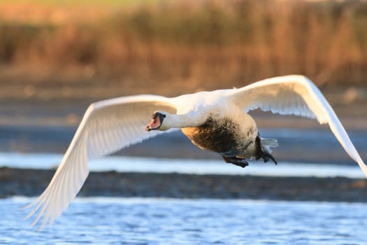 swan on blue lake water in sunny day, swans on pond, nature series