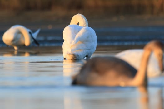 swan on blue lake water in sunny day, swans on pond, nature series