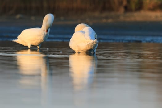 swan on blue lake water in sunny day, swans on pond, nature series