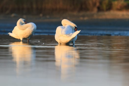 swan on blue lake water in sunny day, swans on pond, nature series