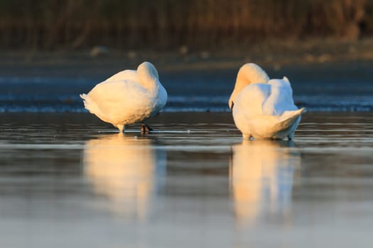 swan on blue lake water in sunny day, swans on pond, nature series