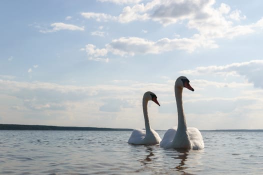 swan on blue lake water in sunny day, swans on pond, nature series