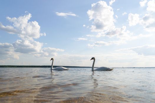 swan on blue lake water in sunny day, swans on pond, nature series