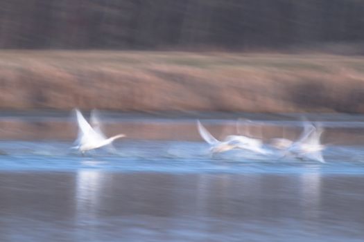 swan on blue lake water in sunny day, swans on pond, nature series