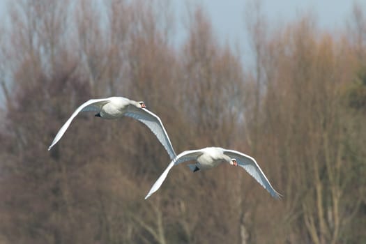 swan on blue lake water in sunny day, swans on pond, nature series