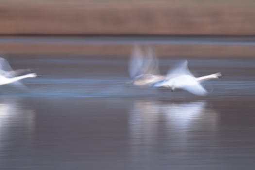 swan on blue lake water in sunny day, swans on pond, nature series