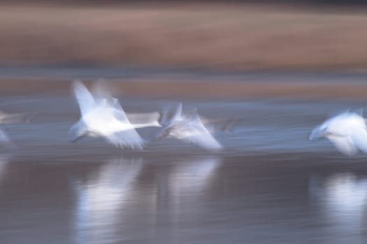 swan on blue lake water in sunny day, swans on pond, nature series