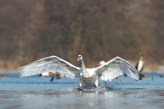 swan on blue lake water in sunny day, swans on pond, nature series