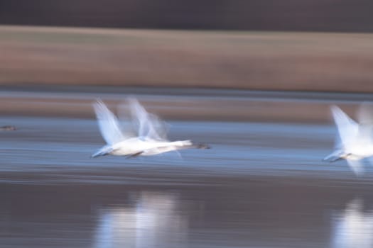 swan on blue lake water in sunny day, swans on pond, nature series