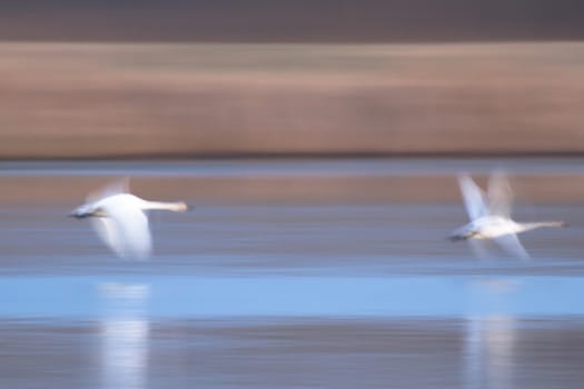 swan on blue lake water in sunny day, swans on pond, nature series