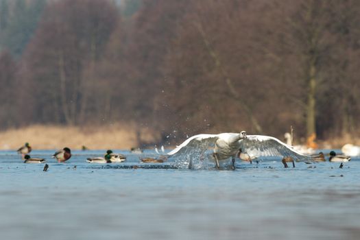 swan on blue lake water in sunny day, swans on pond, nature series