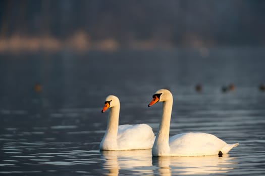 swan on blue lake water in sunny day, swans on pond, nature series