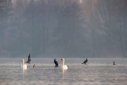 swan on blue lake water in sunny day, swans on pond, nature series