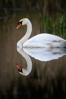 swan on blue lake water in sunny day, swans on pond, nature series