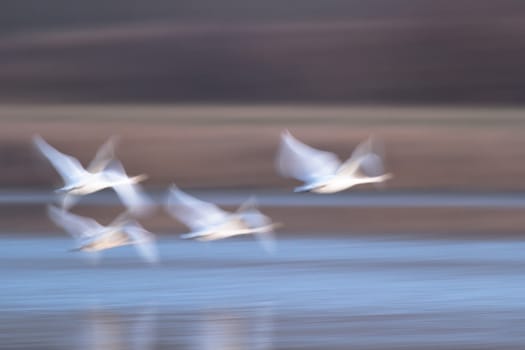 swan on blue lake water in sunny day, swans on pond, nature series