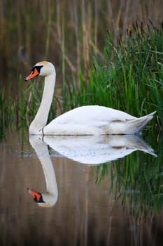 swan on blue lake water in sunny day, swans on pond, nature series